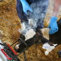 Sources of pain for animals can include castration, tail docking, dehorning/disbudding or branding. 