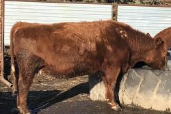 Lice on cattle