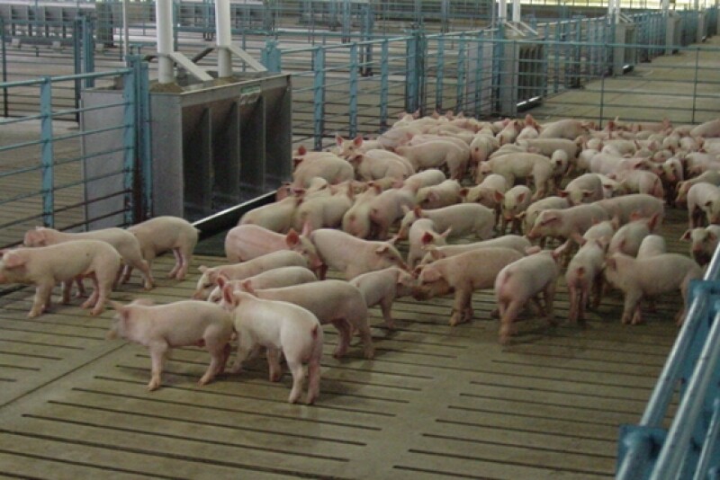 pigs
