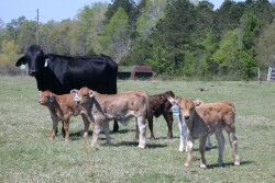 BT SPRING CALVES
