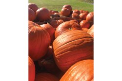 Turek Farms is sticking with tried and true crops this year considering COVID-19-related market uncertainties.
