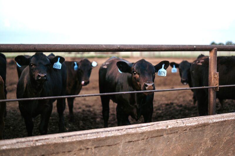 Revised Calf Photo USE_0.jpg