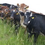 DT_Dairy_Heifers_Pasture