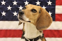 Beagle