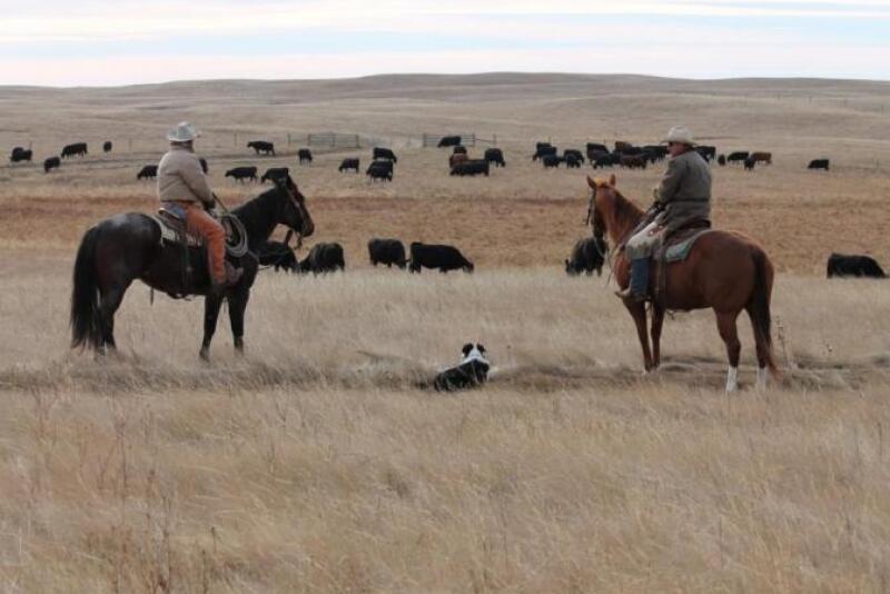 BIF announces Guidelines for Uniform Beef Improvement Programs