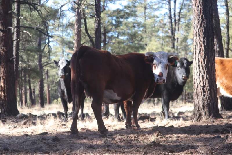 New Mexico Feral Cattle 
