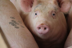 Pig
