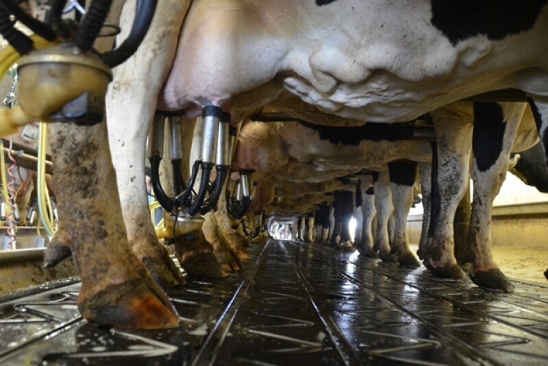 DT_Dairy_Milkers_Parlor