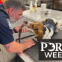 PORK Week 2023 - Beagle and CBP
