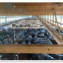 Cattle feeding barn. 
