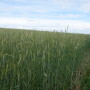 Rye