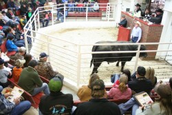BT_Bull_Sale