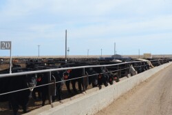 BT_Feedlot_Hiefers