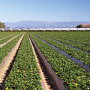 Well-Pict Inc. should be finishing up its Santa Maria deal by mid-June and shipping primarily out of the Watsonville-Salinas area, says Jim Grabowski, merchandising manager. “Berry quality and size are excellent,” he says.