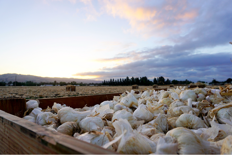 Demand for garlic is good at retail and rising at foodservice, suppliers say.