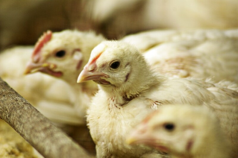 chicken