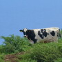Hawaii_Dairy_Ocean