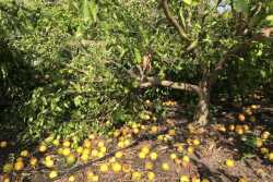 Florida Citrus Irma
