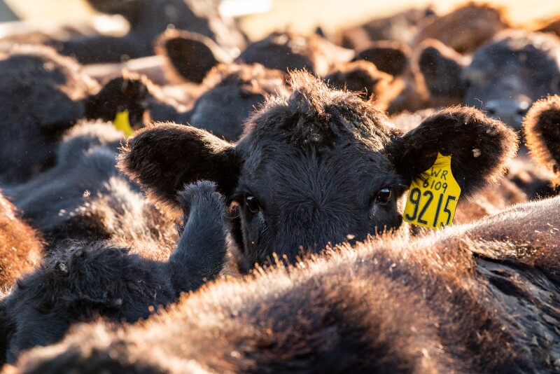 SDSU ruminant nutritionist Robbi Pritchard talked implants at the Feeding Qaulity Forum.