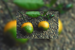 Pictured are two mandarin oranges afflicted with huanglongbing, also known as citrus greening. 