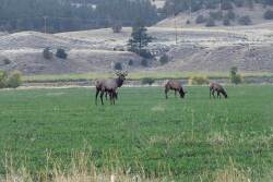 lazy-xy-Elk.jpg