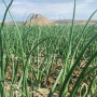 Onion field