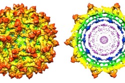 This high-resolution structure of the immature Zika virus discovered by Purdue scientists provides insights important to the development of effective antiviral treatments and vaccines. The tools used to solve this structure also will help advance animal health care through research in structural biology, microbiome discovery and protein evolution that Purdue and Elanco are collaboratively conducting.  