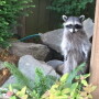 Over the past 30 years, rabies management has grown in complexity in the United States, as wild animals, including raccoons, skunks, foxes, coyotes and bats, have replaced the domestic dog as the primary reservoir for the disease.
