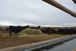 BT_Feedlot_Backgrounding_Cattle
