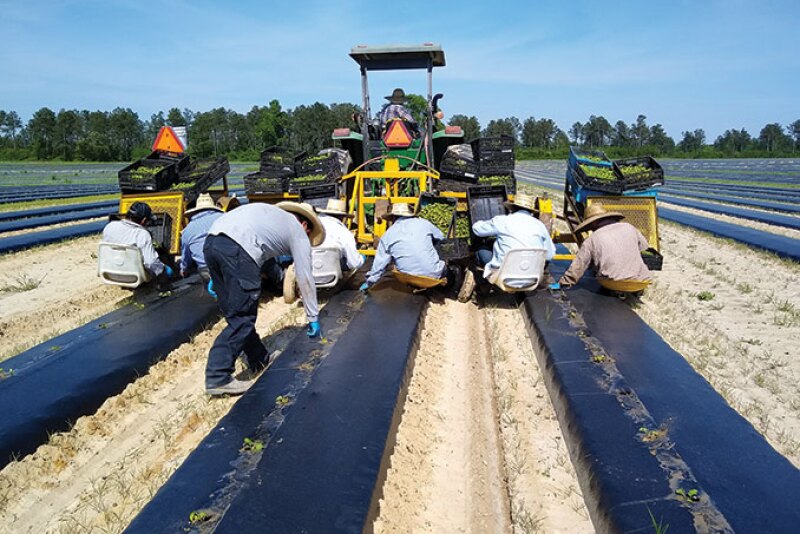 Workers for Jackson Farming Co. transplant cantaloupe in April.