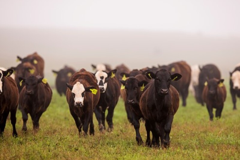 Beef Cattle Photo.jpg