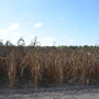 While this corn is further along in its lifecycle, lodging is troubling at any stage.