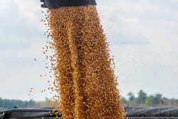 In Mexico, corn is much more than a food crop—it's a key part of the country's heritage, culture and traditions. Mexico argues glyphosate and GMOs are dangerous to human health, and seeks alternative practices.