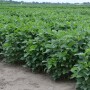 Soybeans