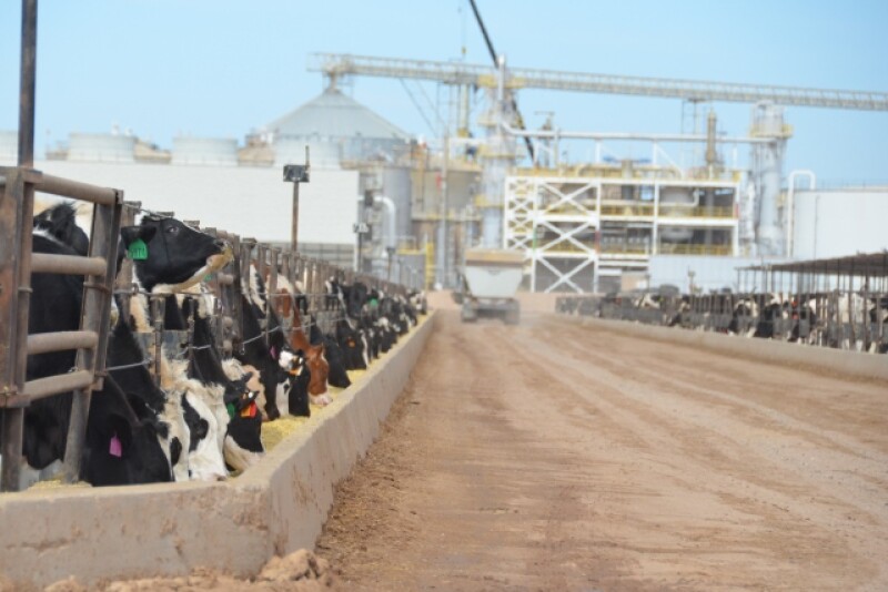 BT_Dairy_Feeder_Steers