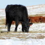 Acceptable substitute supplementation for distillers grains depends on the class of livestock fed, the basal diet available, and the desired performance.