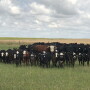 Spring calves