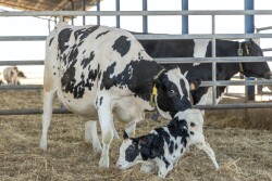 Fresh Cow_Adobe Stock