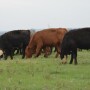 BT_Stocker_Cattle_Grazing