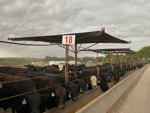 Cattle with Shade at Feedlot - J & S Feedlot. Joan Ruskamp