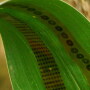 Applied in a peel-and-stick fashion, a new graphene sensor essentially measures how much and how fast a plant drinks.