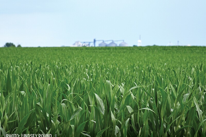 Corn field in front of ethanol plant - By Lindsey Pound