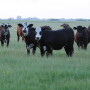 Yearlings