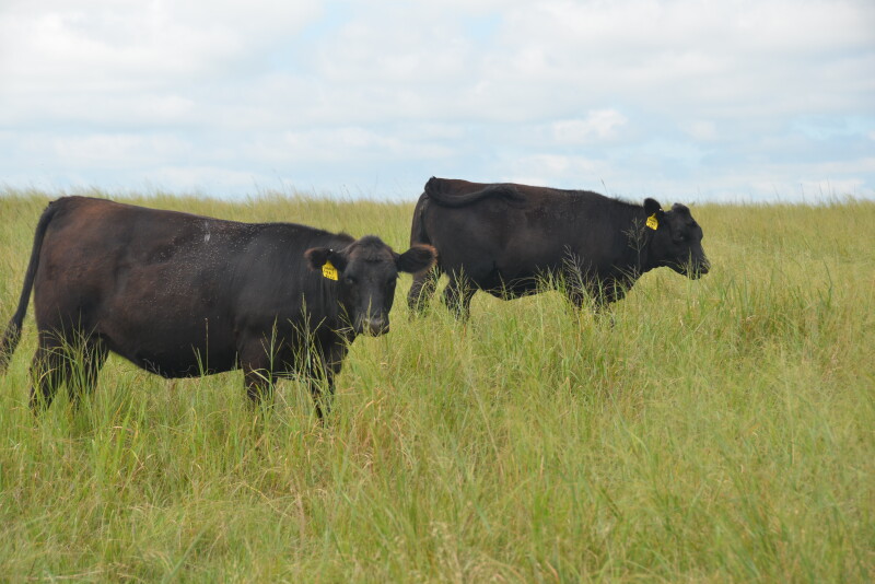 Cattle on pasture