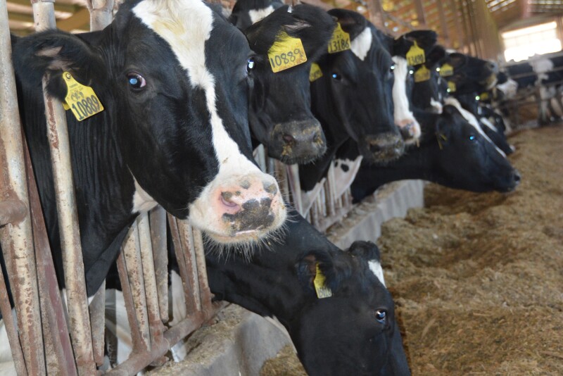 Cows have special needs during the last three weeks of gestation.