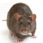 Norway Rat