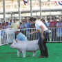 Lexi Ammann showing a pig
