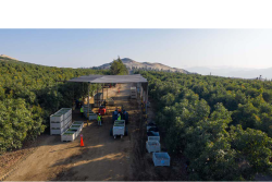 peru farm, Mission Produce