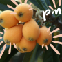 Loquats are trending on PMG