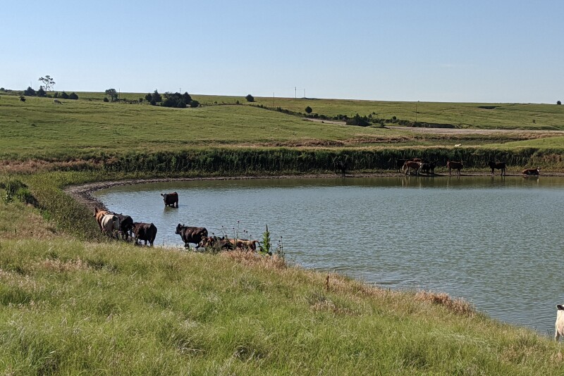 Stock Pond with cattle